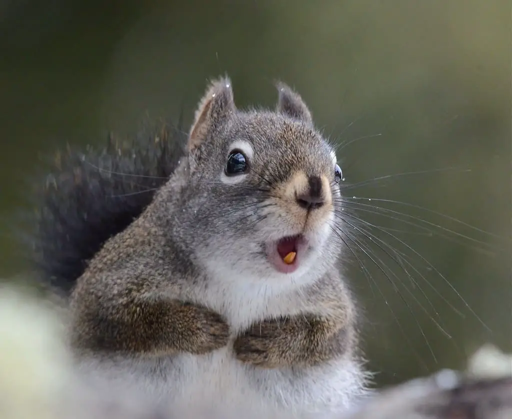 What Do Squirrels Use Their Teeth For
