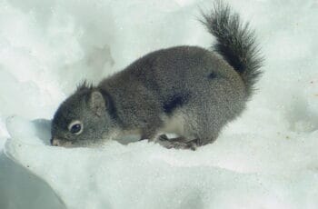 What To Do If You Find An Injured Squirrel? Can You Touch This Untamed?