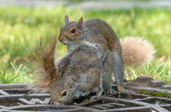 Twice A Year! When Is Squirrel Mating Season?