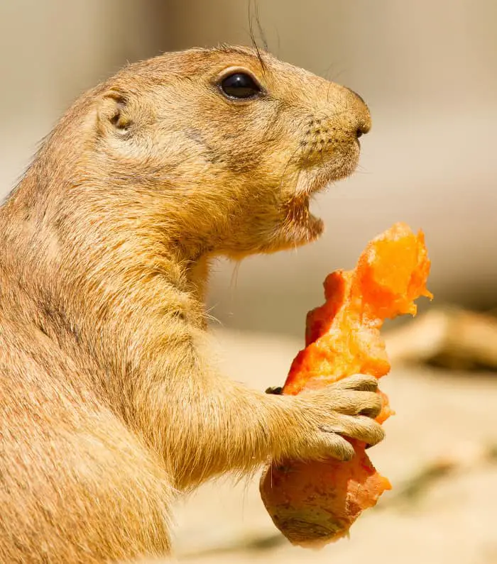 will squirrels dig up carrots in your backyard