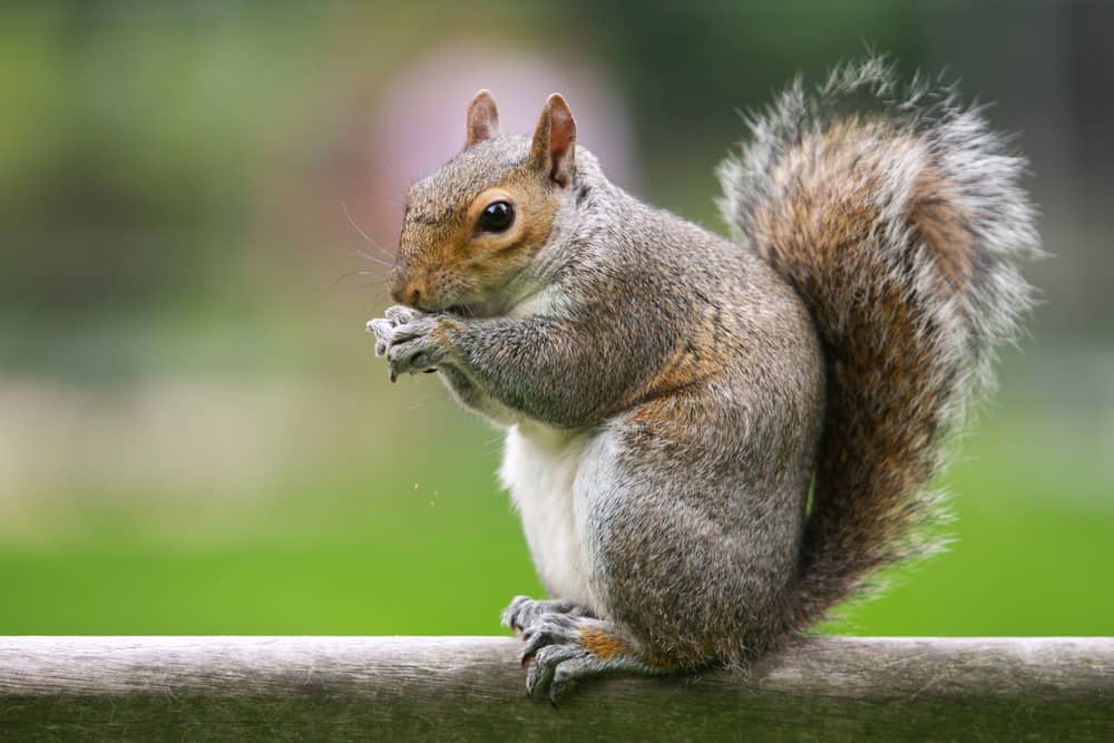 are raisins safe for squirrels