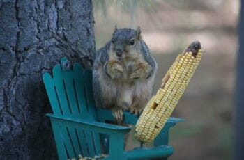 Can Squirrels Eat Corn? Cracked Corn & Corn Stalk?