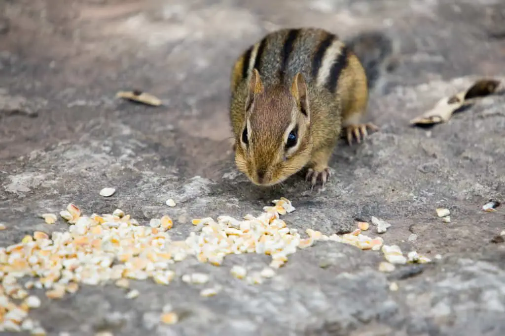 can squirrels eat corn kernels