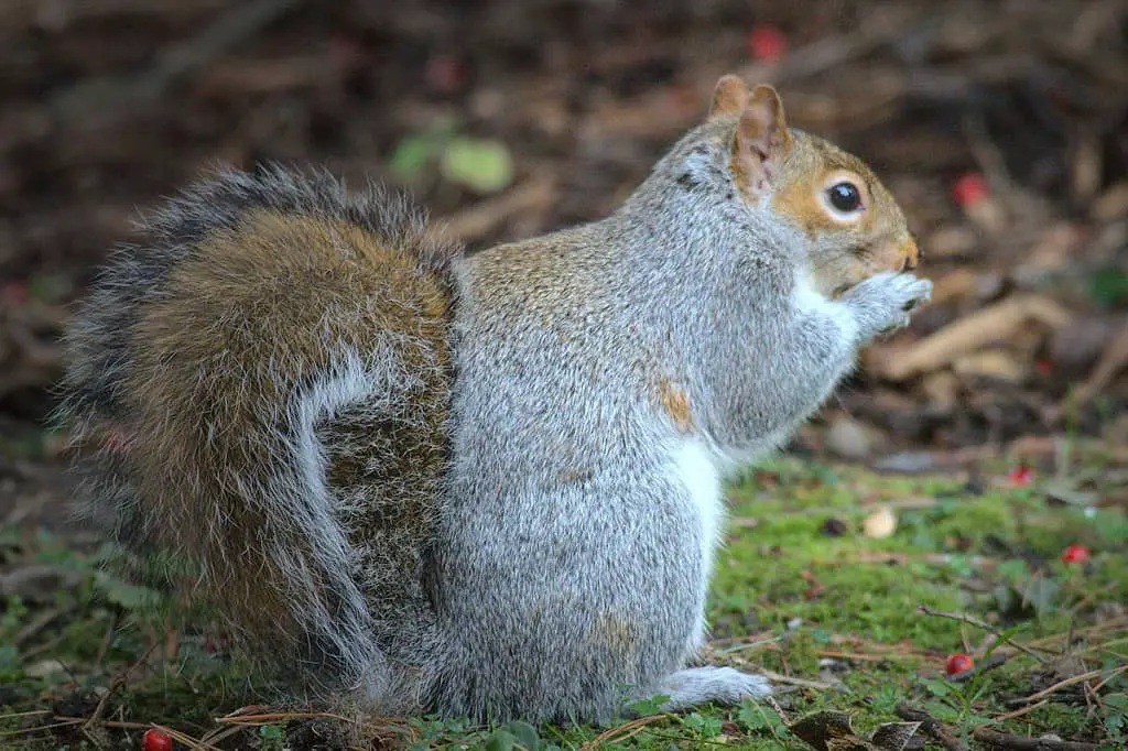 2 Pistachios A Day: Can Squirrels Eat Pistachios? How Many?