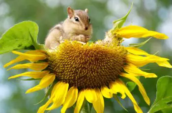 Can Squirrels Eat Sunflower Seeds? Are They Harmful To Squirrels?