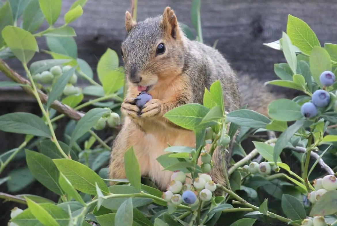 do-squirrels-eat-blueberries-how-many-into-yard