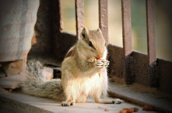 Do Squirrels Eat Raisins? How Many? How Often?