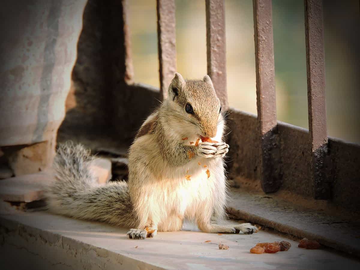 Do Squirrels Eat Raisins? How Many? How Often? - Into Yard