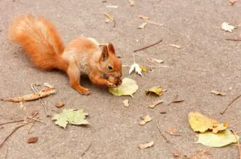 Do Squirrels Eat Walnuts? How Many?