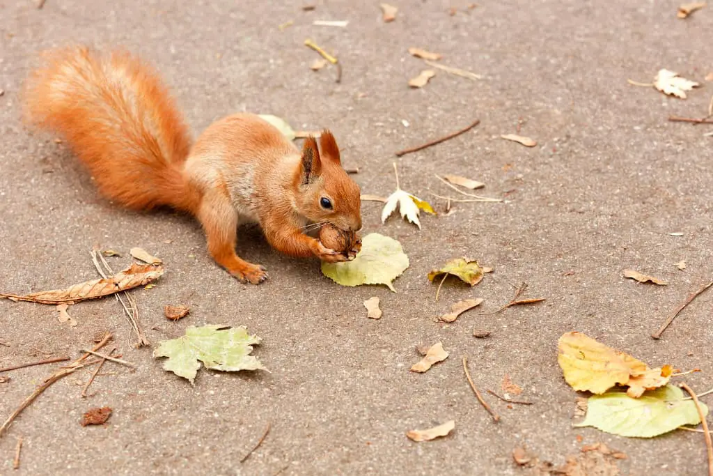 do-squirrels-eat-walnuts-how-many-into-yard