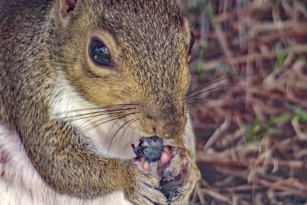 How Many Blueberries Can A Squirrel Eat Per Day