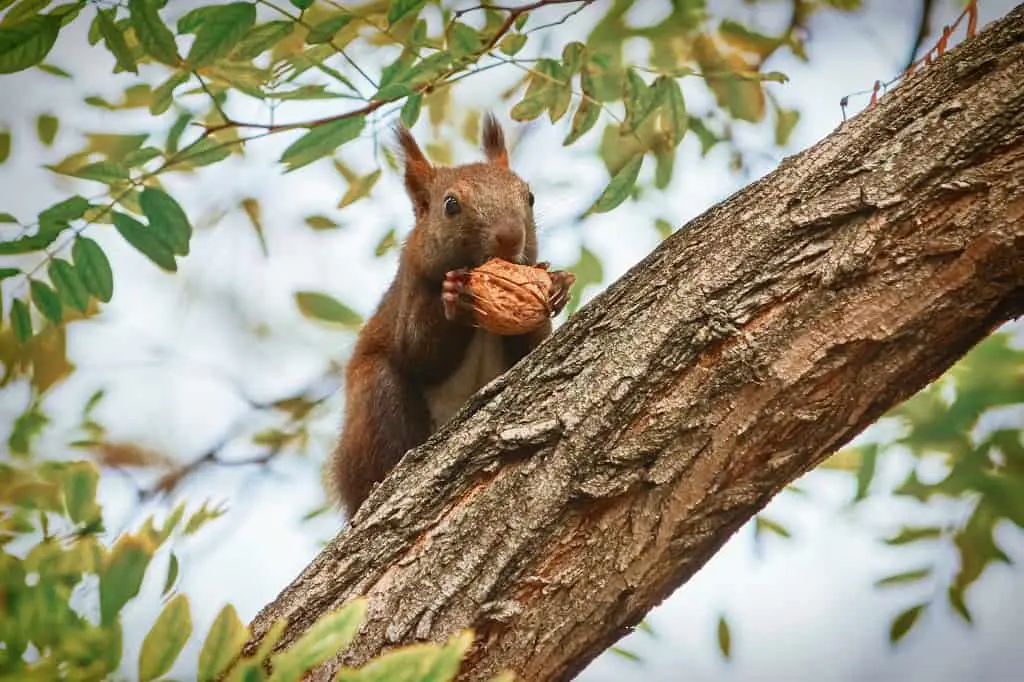 how many walnuts does a squirrel eat in a day