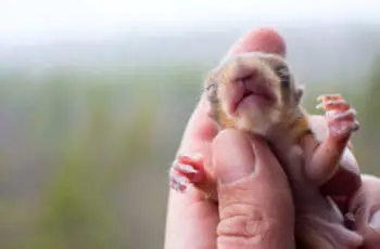 A Guide to Hand Raise a Baby Squirrel: 5 Simple Steps!