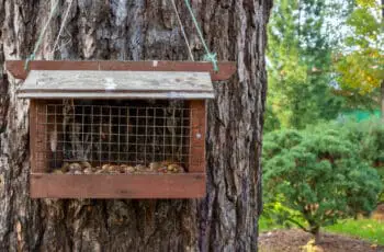 Creating a Safe Outdoor Environment for Wild Squirrels