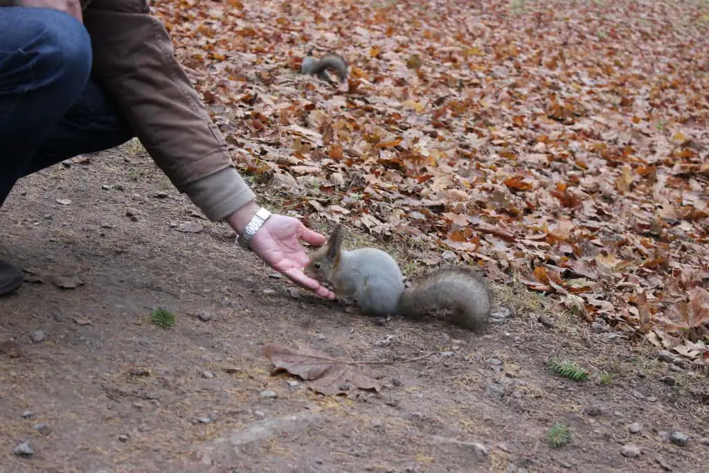 naming your pet squirrel to build a strong bond