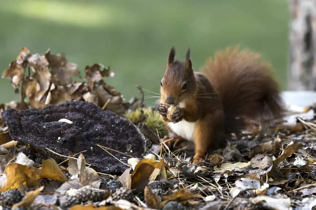Select the right plants and food sources for wild squirrels