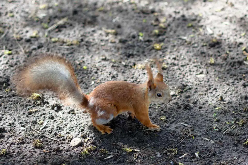 the unique nature of naming pet squirrels