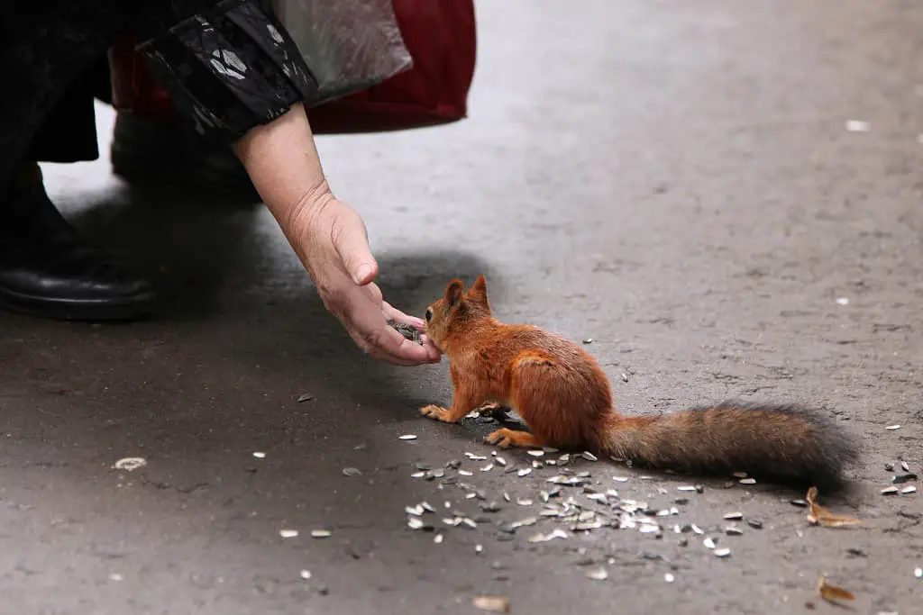 why own a pet squirrel