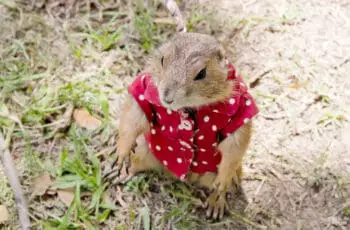 Wild vs Domestic Squirrels: Which Squirrel Makes a Better Pet?