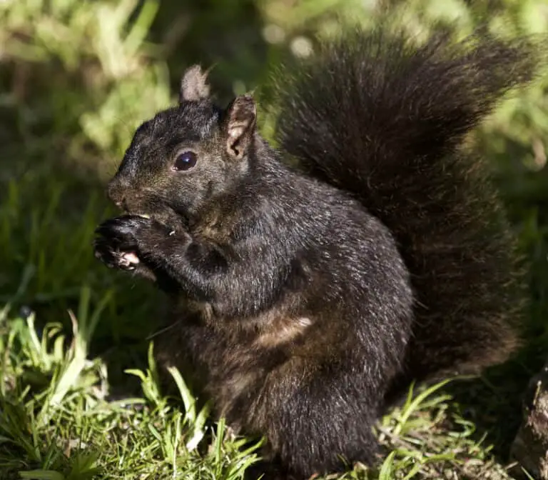 Are Black Squirrels Rare? Are They Endangered? - Into Yard