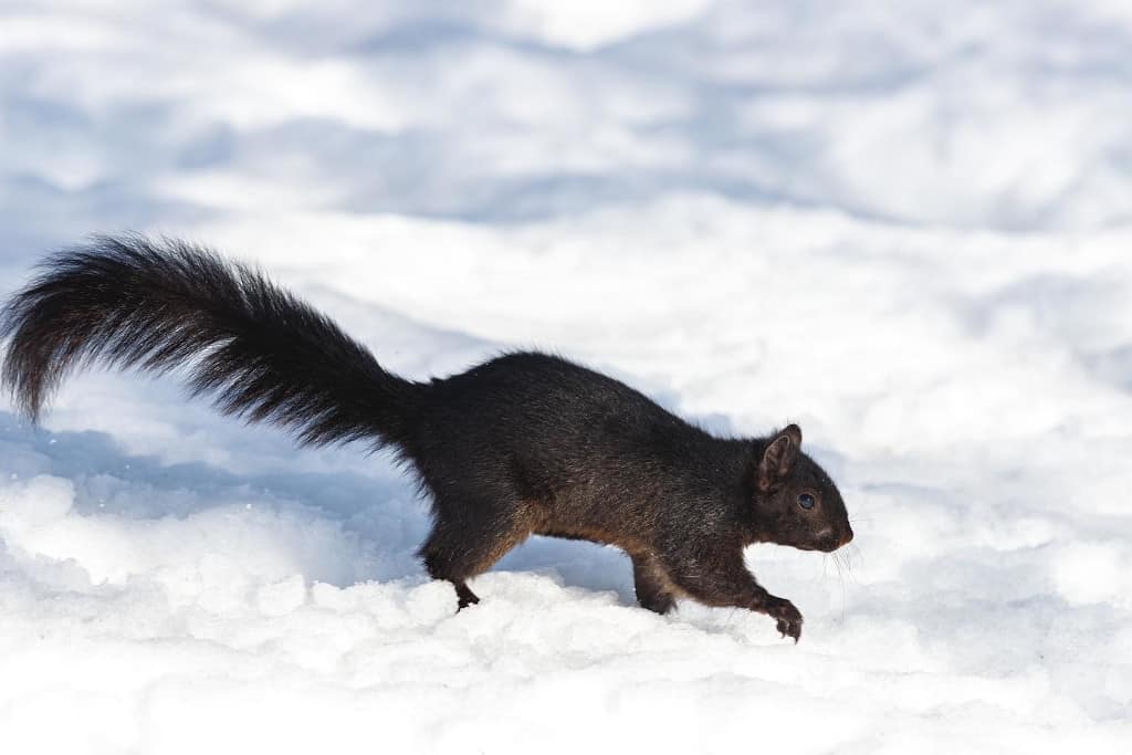 Are Black Squirrels Rare? Are They Endangered? - Into Yard