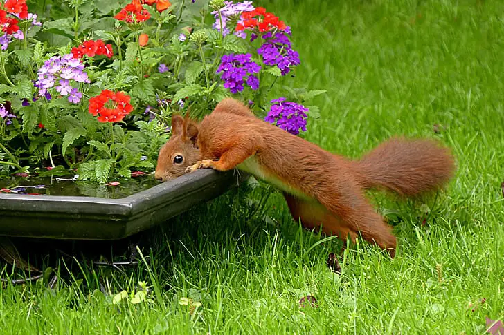 Common Mistakes To Avoid When Trying To Keep Squirrels Out Of Potted Plants