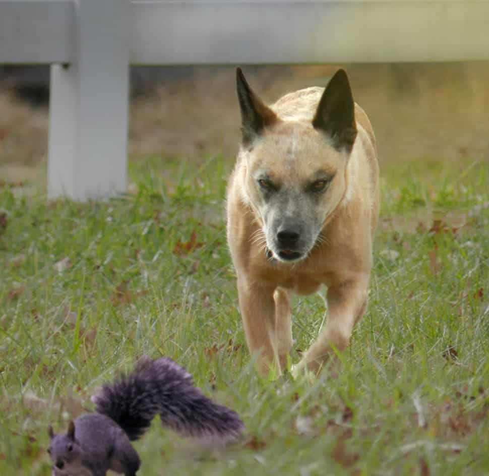 do dogs kill squirrels