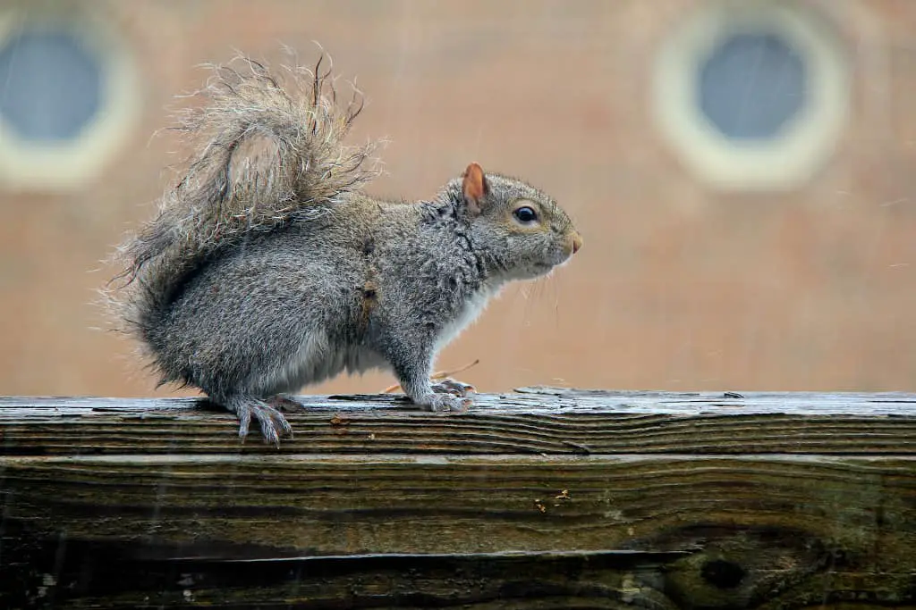 do squirrels afraid of rain