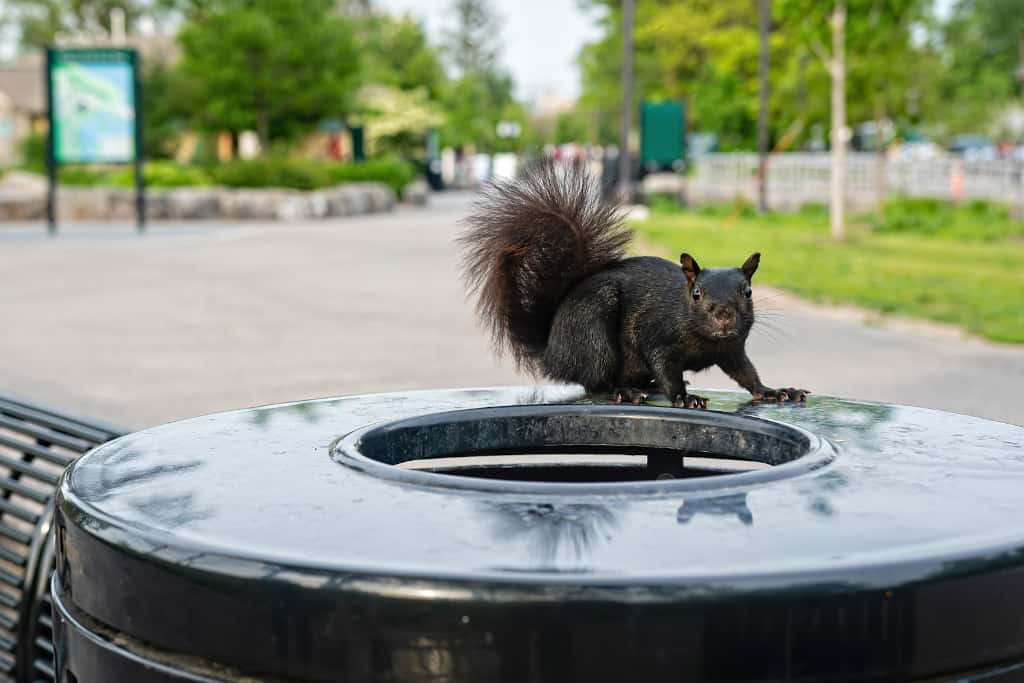 how long do black squirrels live