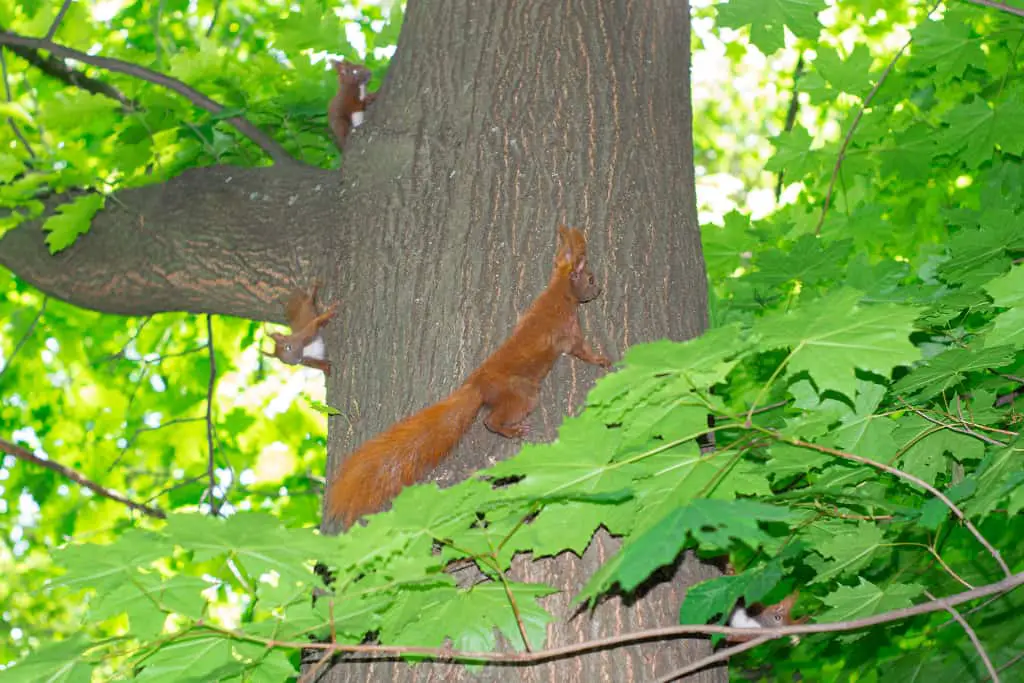 role of head bobbing in maintaining squirrels balance
