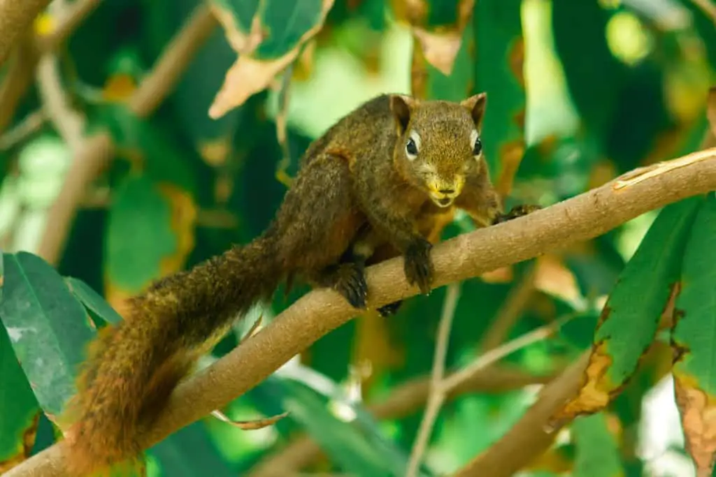 When Is The Best Time To Watch Wild Squirrels In Your Backyard