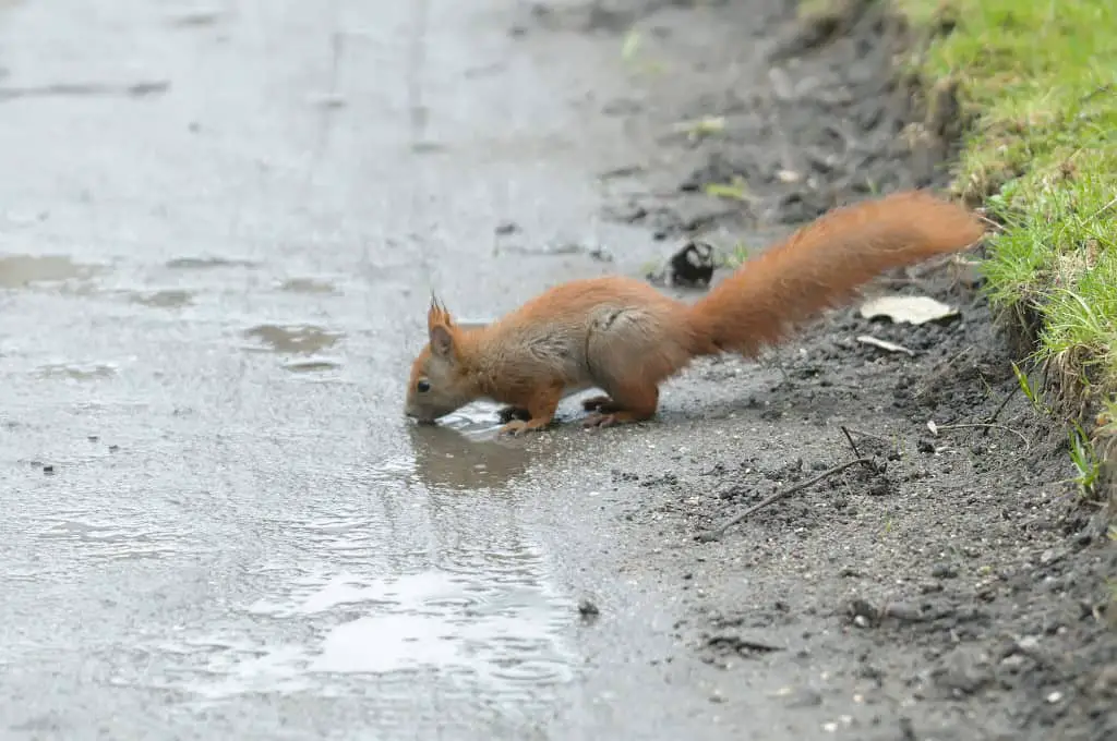 Where Do Squirrels Go When It Rains? - Into Yard