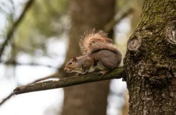 Why Do Squirrels Bob Their Heads? The Secret Behind