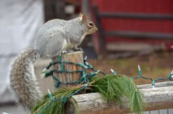 Why Do Squirrels Chew on Wires? The Hidden Hazards!
