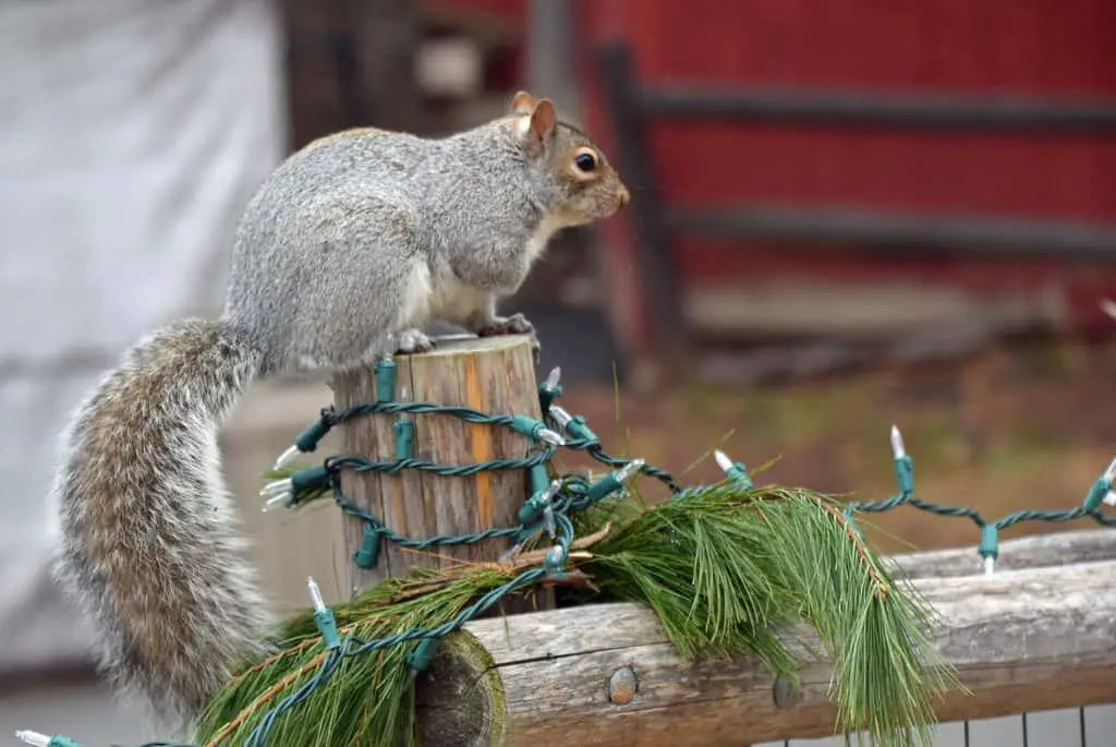 Why Do Squirrels Chew on Wires? The Hidden Hazards! Into Yard