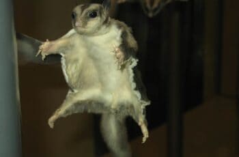 Are Flying Squirrels Endangered? Here’s What You Need To Know