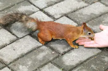 Do Squirrels Remember Humans? (Video Revealed)