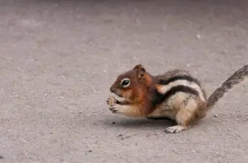 Do Chipmunks Eat Birds? (Video)