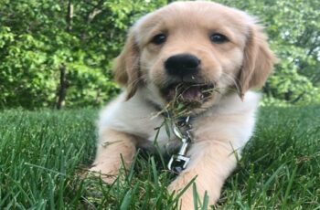 A Selection of Lawn Care Tips for Dog Owners