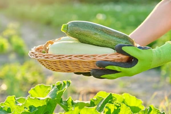 Benefits of Zucchini for Birds