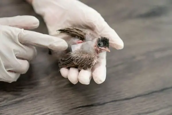 first aid for injured birds