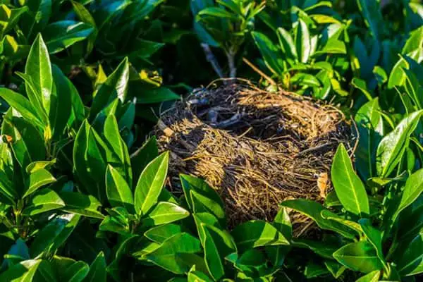What Can People Do to Help Birds After a Nest is Destroyed
