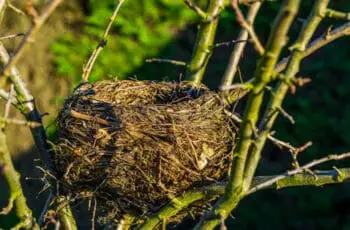 What Do Birds Do When Their Nest Is Destroyed