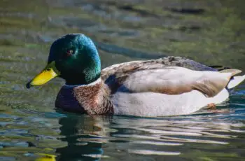 How to Treat a Duck With a Broken Wing?