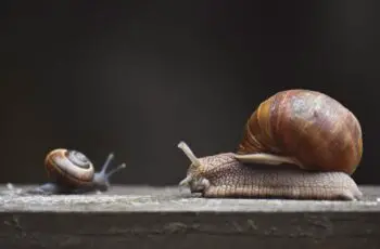 what is snail? What Does it eat? Types of Snail? Snail therapy?