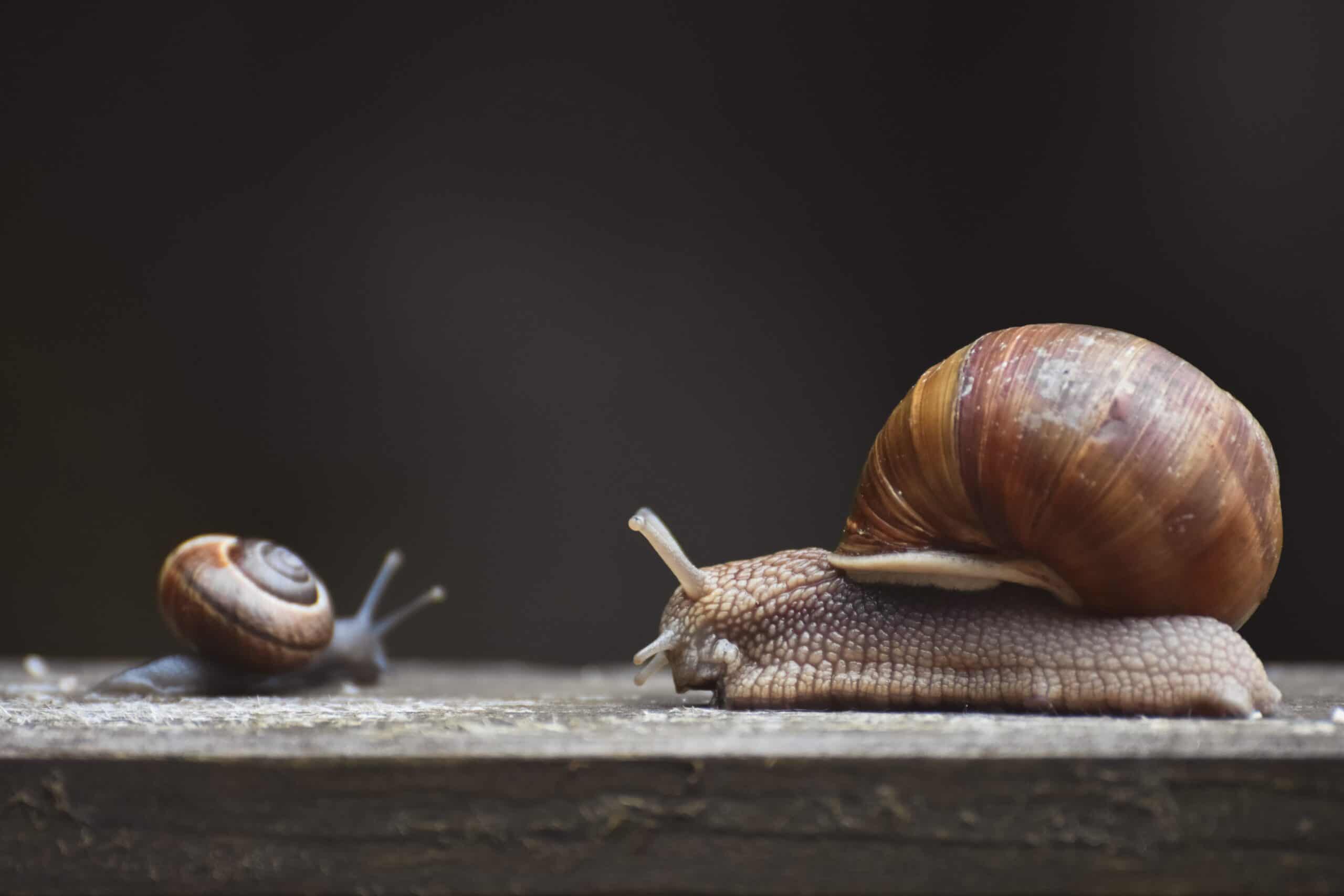what is snail? What Does it eat? Types of Snail? Snail therapy? Into Yard