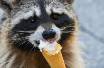 Do raccoons eat ice cream?