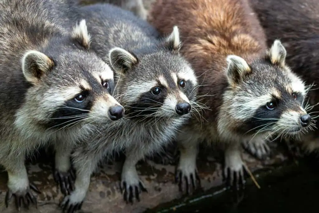 How to know a raccoon is pregnant? 