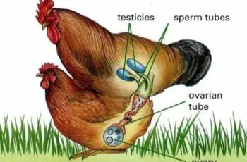 Do chickens have penis? How big is it?