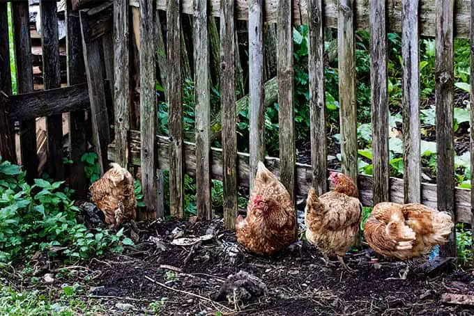 How to keep chickens out of the garden without fencing?